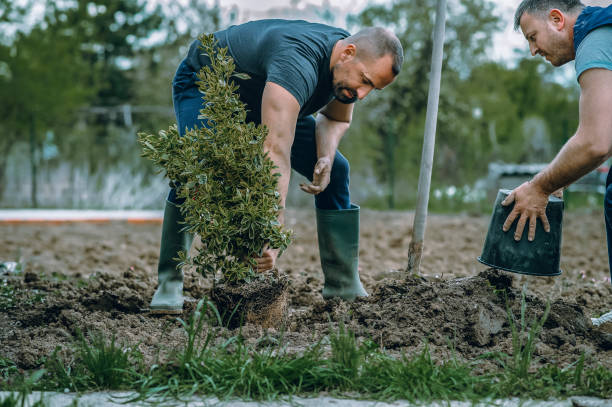 How Our Tree Care Process Works  in  Cooper, TX
