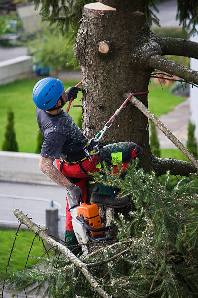 Best Tree Disease Treatment  in Cooper, TX
