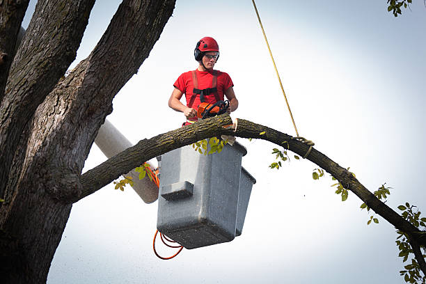 Trusted Cooper, TX Tree Services Experts