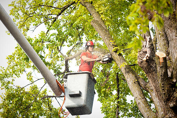 Best Root Management and Removal  in Cooper, TX