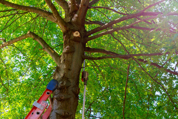 Best Arborist Consultation Services  in Cooper, TX